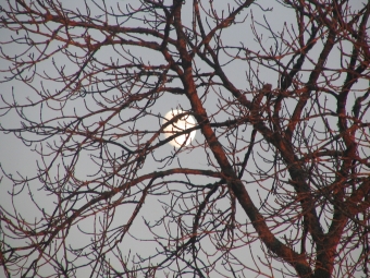 tranchand.jpg (121082 bytes)