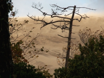 yohan.jpg (87527 bytes)