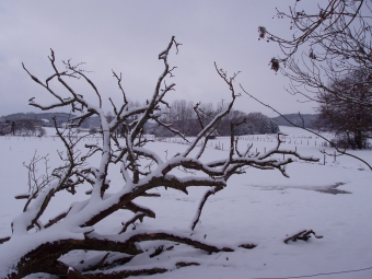 zajhi.jpg (81736 bytes)