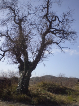 Climent.jpg (93639 bytes)