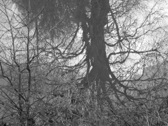 anais.jpg (88339 bytes)