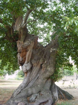 annick.jpg (109438 bytes)