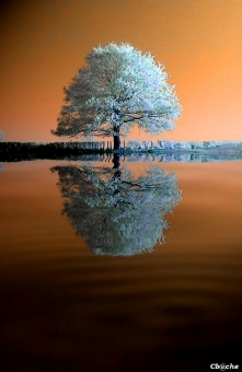 bachellier.jpg (54981 bytes)