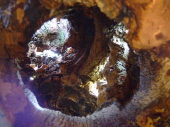 barbare.jpg (89427 bytes)