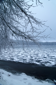 begon.jpg (79737 bytes)