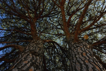 belgrand.jpg (108603 bytes)