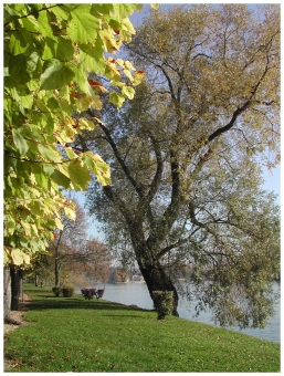 binet.jpg (117473 bytes)