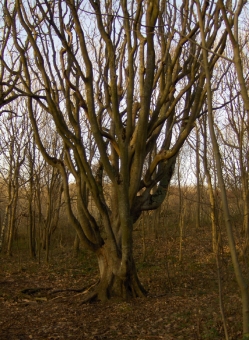 boutleux.jpg (110147 bytes)