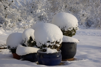 cadars.jpg (72594 bytes)