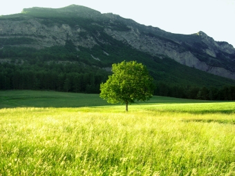 cassagne.jpg (86271 bytes)