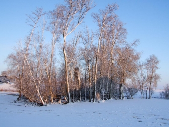 cesmoieb.jpg (81704 bytes)