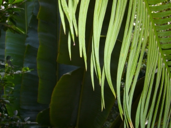 chitrit.jpg (80211 bytes)