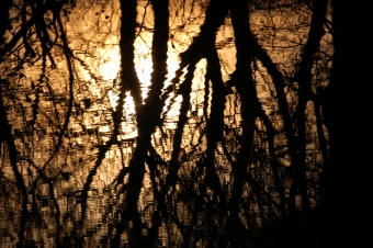 cochard.jpg (92182 bytes)