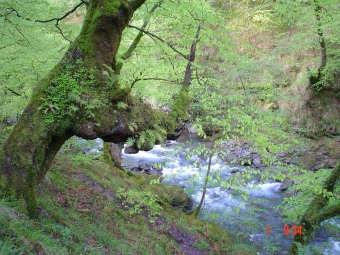 compadiou.jpg (114121 bytes)