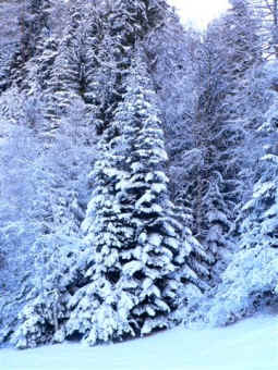 cote.jpg (261174 bytes)