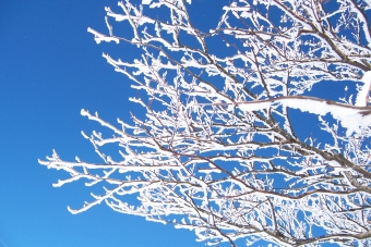 dewitte.jpg (105815 bytes)