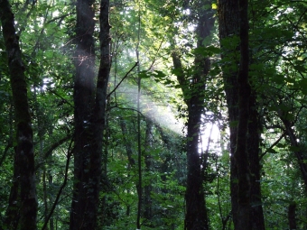 dgeris.jpg (110405 bytes)