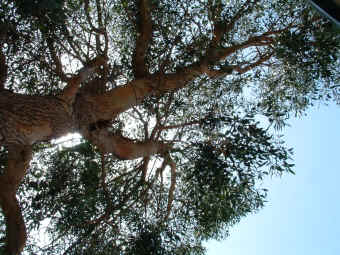 domie.jpg (119309 bytes)