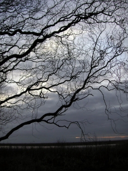 dubert.jpg (98777 bytes)