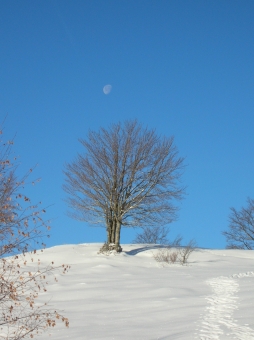 dumas.jpg (62702 bytes)