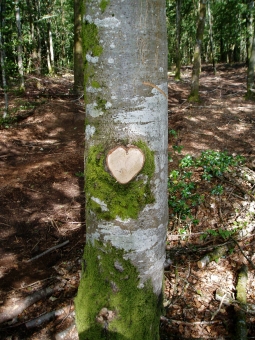 duvic.jpg (114429 bytes)