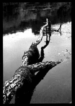 elizerman2.jpg (38889 bytes)