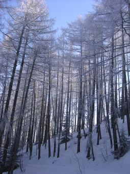 elsapaput.jpg (101209 bytes)