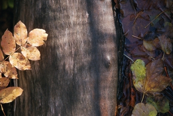 fernange.jpg (82223 bytes)