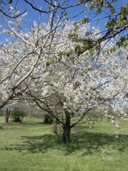 gacon.jpg (119251 bytes)