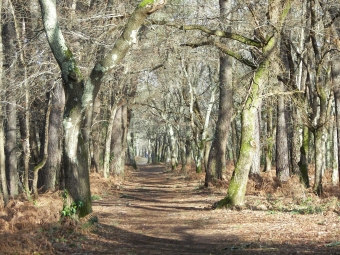 gamet.jpg (117581 bytes)