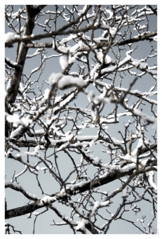 geoffroy.jpg (97833 bytes)