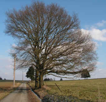 martin.jpg (123203 bytes)