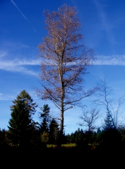 gerard.jpg (70915 bytes)