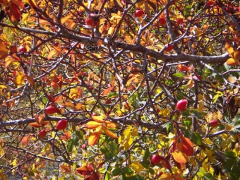 gerardin.jpg (137894 bytes)