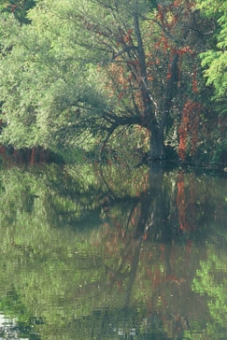 guillemette.jpg (82413 bytes)