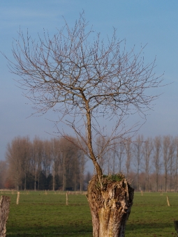 gustin.jpg (79800 bytes)