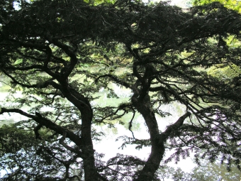 isoline.jpg (119146 bytes)