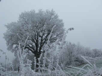 jamoul.jpg (72894 bytes)