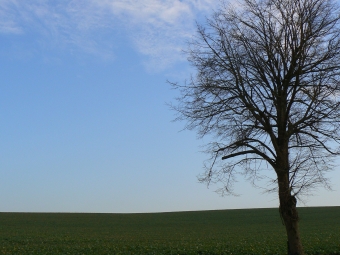 jo.jpg (76129 bytes)