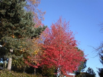 jungbluth.jpg (92185 bytes)