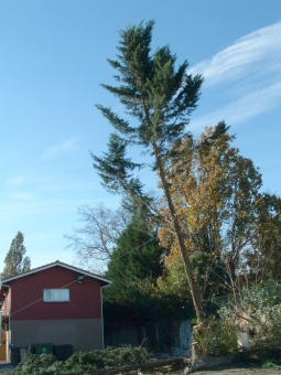 kiki.jpg (82628 bytes)