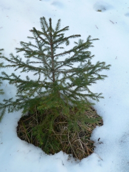 larcher.jpg (82976 bytes)