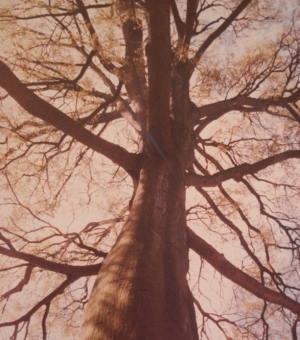 larlet.jpg (106134 bytes)