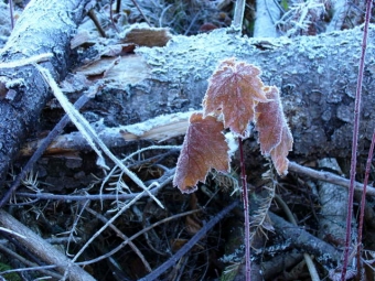 lavoie.jpg (113092 bytes)