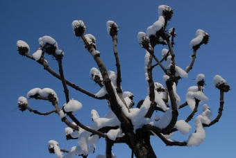 lefebvre.jpg (64981 bytes)