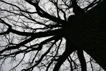 leger.jpg (92314 bytes)