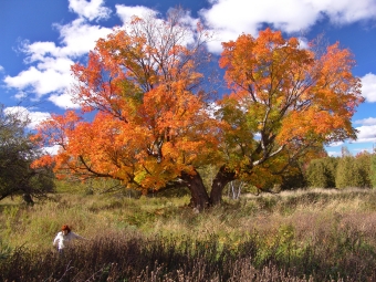 lemaire.jpg (111825 bytes)