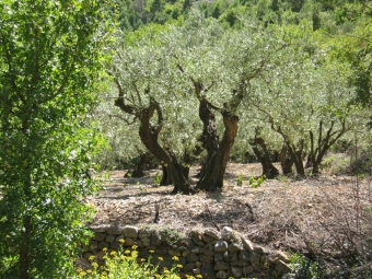 lepingard.jpg (121899 bytes)