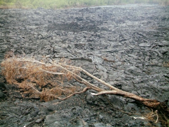 letouzic.jpg (105479 bytes)