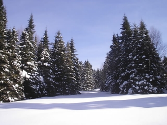 louis.jpg (71884 bytes)